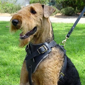 Шлея упряжка из черной кожи для эрдельтерьера «Working Dog»